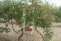 Грозде от производител - мускат, ракацител, мискет, молдова, снимка 10