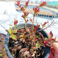 Спирея Дартс Ред, Spiraea japonica 'Darts Red', снимка 10 - Градински цветя и растения - 39674505