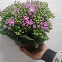 цинерария, снимка 5 - Градински цветя и растения - 44688720