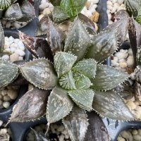 Haworthia Mirrorball, снимка 1 - Стайни растения - 38597743