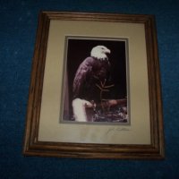 Подписана рамкирана художествена фотография на белоглав орел, снимка 2 - Картини - 29708599