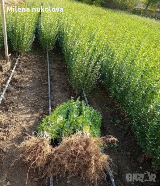 Лигуструм ovalifolium 0,60лв _0,31€, снимка 1