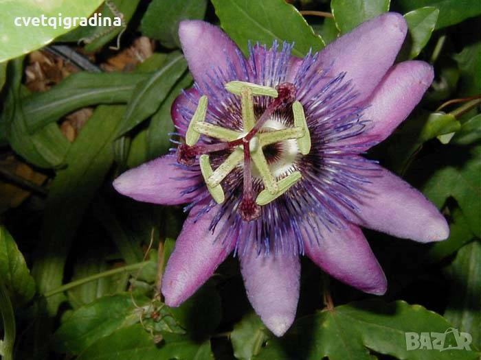 Passiflora Lavender Lady (Пасифлора Лавандулова дама), снимка 1