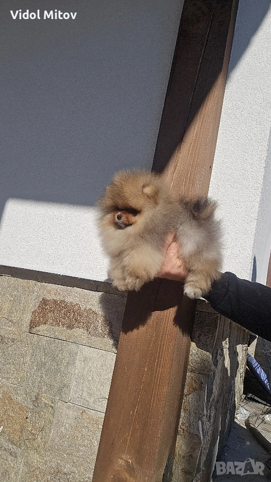 Мини Померан момче , снимка 1