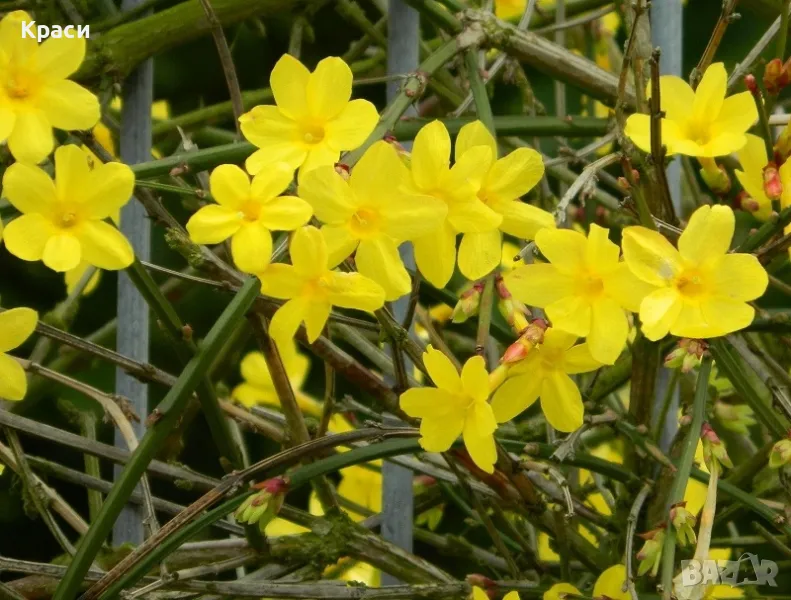 Зимен жасмин, снимка 1