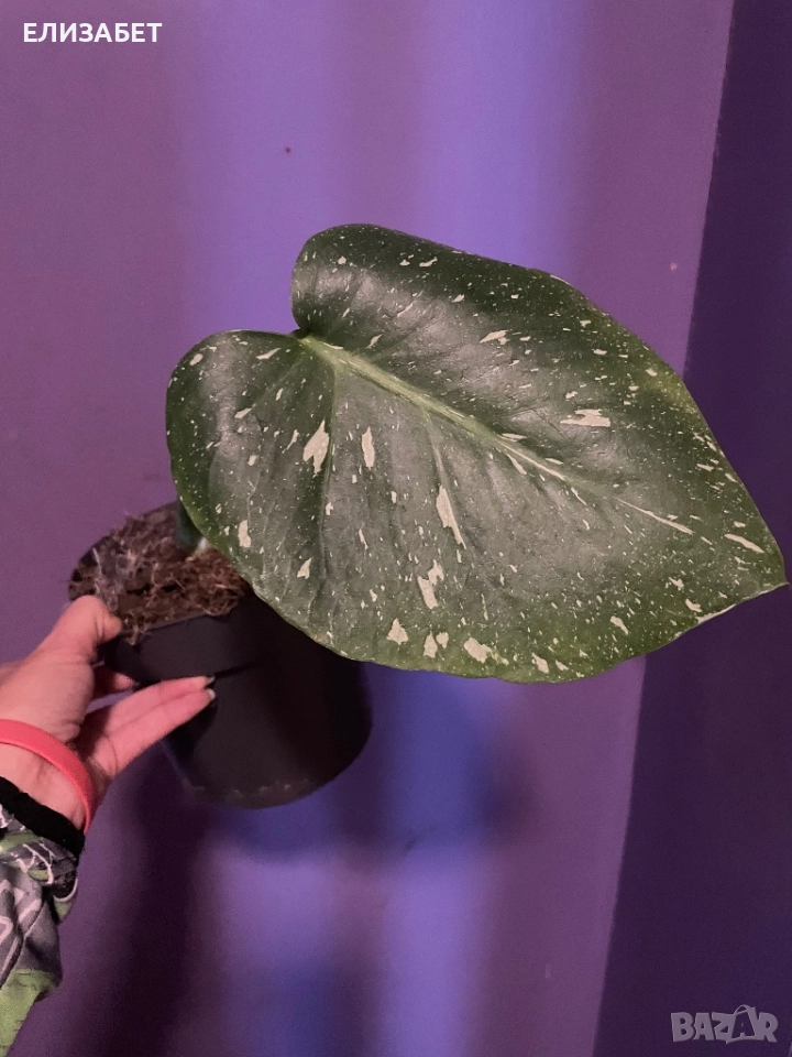 Monstera, снимка 1