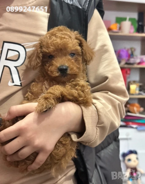 Той пуделче, снимка 1