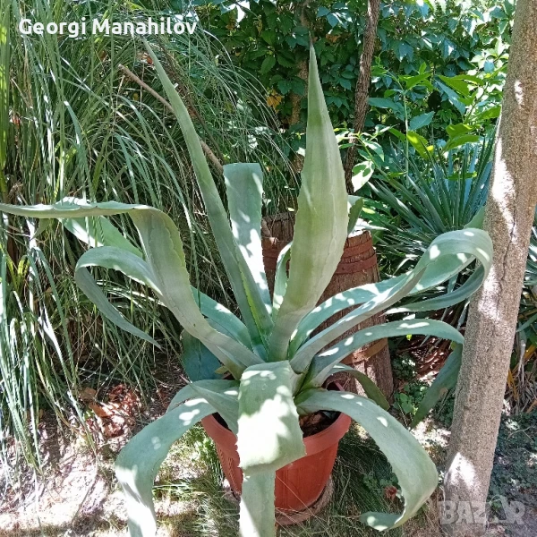 Агаве, снимка 1