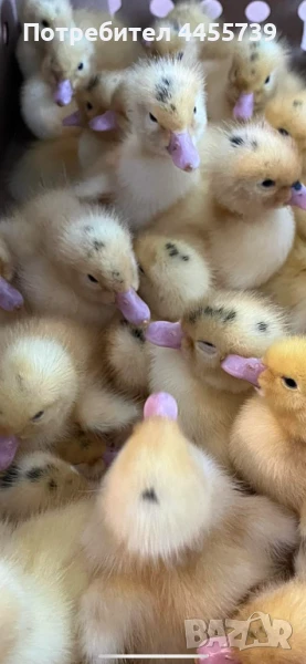 Мюлари, снимка 1