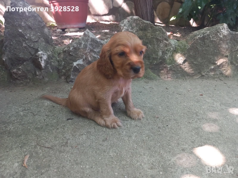 Кокер Шпаниьол , снимка 1