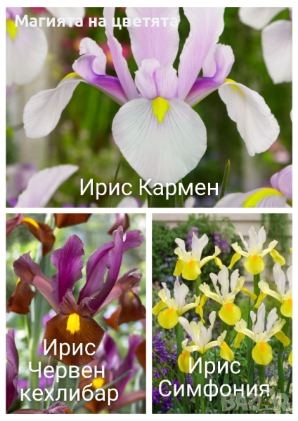 Разпродажба Луковици на 5 сорта ириси, снимка 1