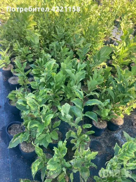 Магнолия , снимка 1