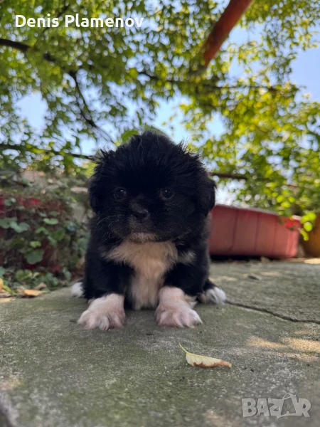 Продава се мъжко кученце Пекинез, снимка 1