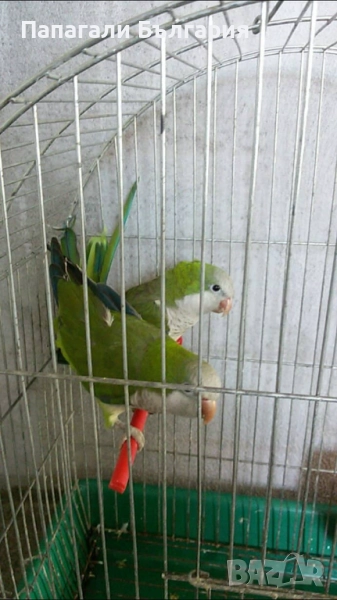 Зелени монаси Чифт, снимка 1