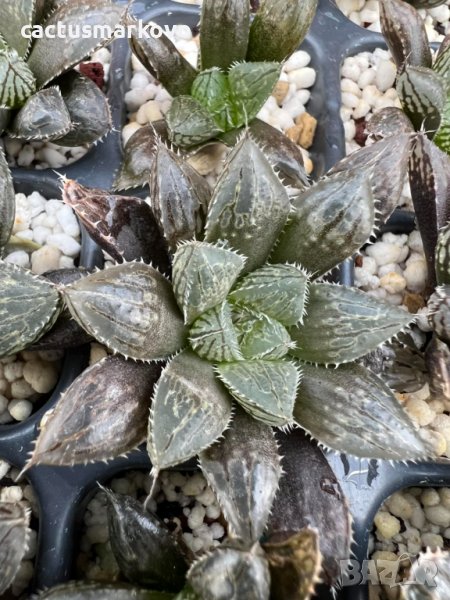 Haworthia Mirrorball, снимка 1