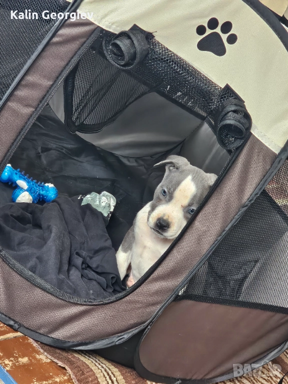 Американски булл териер(Blue nose), снимка 1