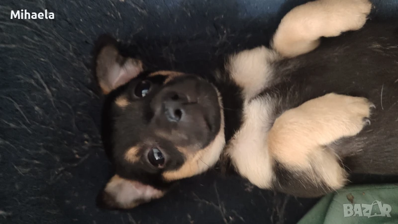 Женски пинчери, снимка 1