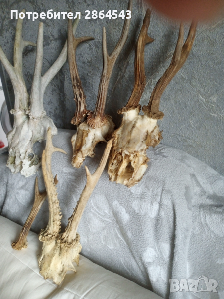 Череп с рога от сръндак , снимка 1