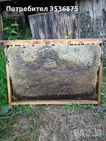 🍯🌲 НАТУРАЛЕН ГОРСКИ ПЧЕЛЕН МЕД  🌲🍯, снимка 15 - Пчелни продукти - 56139426