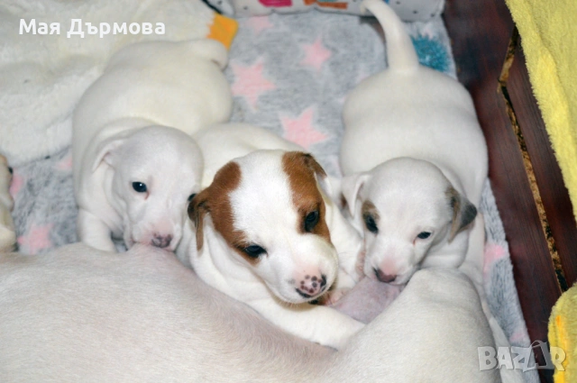 джак -ръсел териер с родословие, снимка 13 - Джак ръсел териер - 54152371