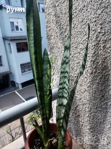 Сансевиера ,висока 70см ,три  корена и едно бебенце , снимка 2 - Стайни растения - 50750168