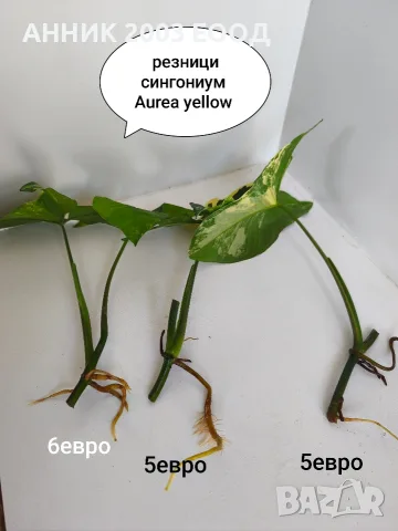 Стайни цветя-монстера,сингониум и др., снимка 13 - Стайни растения - 56204939