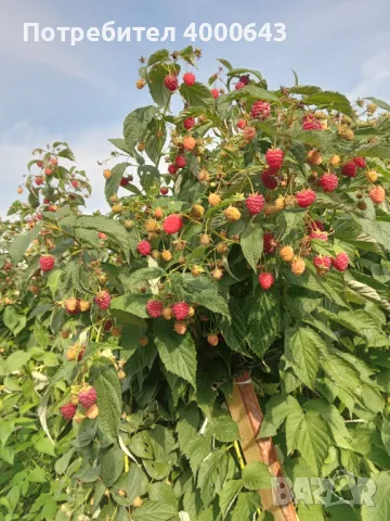 Ццелогодишен сорт ягоди и малини , снимка 5 - Разсади - 49456274