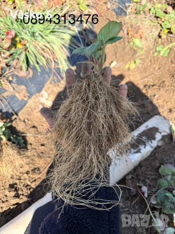 Ягоди, снимка 9 - Сортови семена и луковици - 53893119