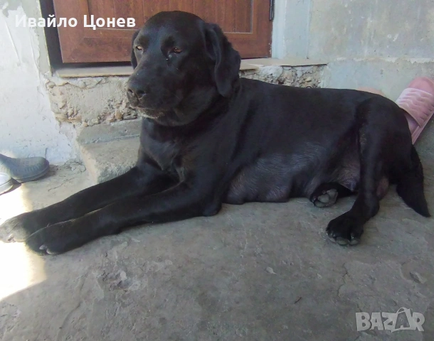 Малки кученца- Лабрадор, снимка 8 - Лабрадор ретривър - 54363432