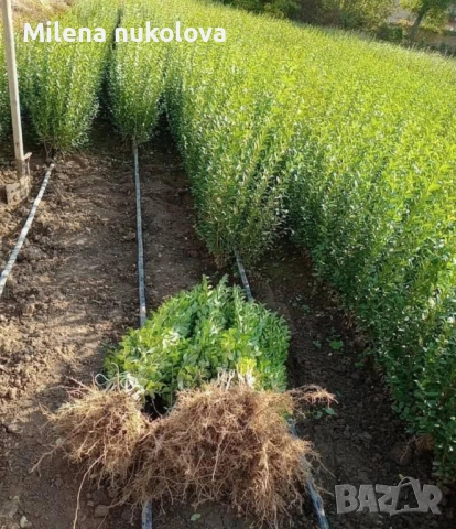 Лигуструм ovalifolium 0,60лв _0,31€