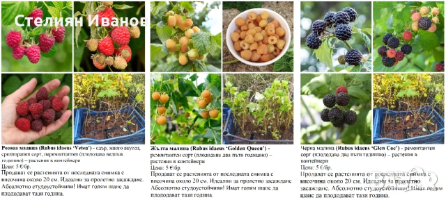 ПЛОДНИ ХРАСТИ В КОНТЕЙНЕРИ, снимка 4 - Градински цветя и растения - 53447504