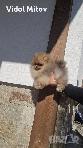 Мини Померан момче 