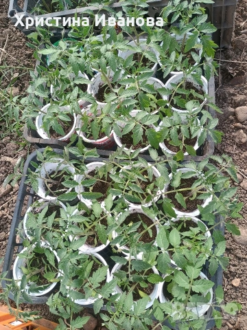 Продавам разсад домати., снимка 8 - Разсади - 54317797