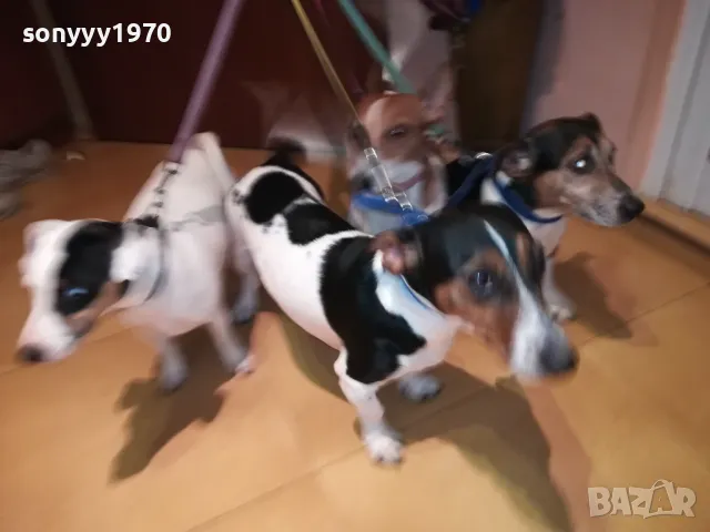 ОФИЦИЛЕН ПРЕСТАВИТЕЛ НА ДЖАК РЪСЕЛ ЗА ВИДИН 2801251428, снимка 2 - Джак ръсел териер - 48864495