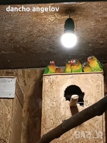 Продавам папагали , снимка 3 - Папагали - 54304801
