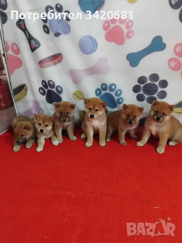 Шиба ину Shiba inu