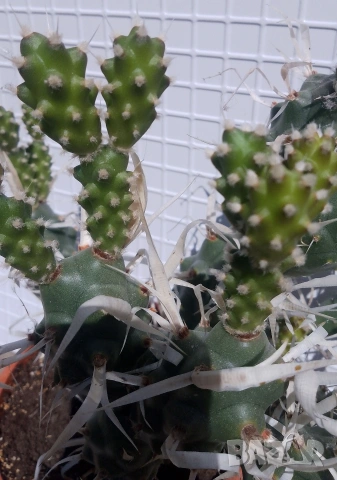 Продавам кактус , снимка 6 - Стайни растения - 54298077