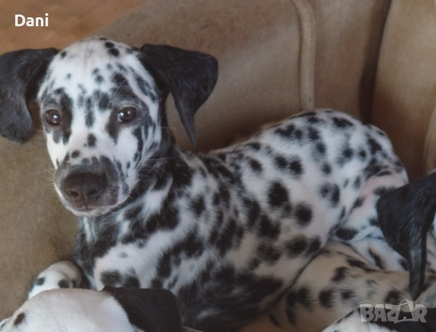 Момиче далматинец, снимка 3 - Далматинец - 51613718