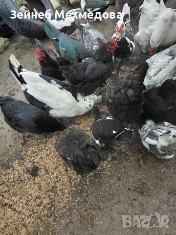 Неми патици, снимка 3 - Патици и гъски - 52582988