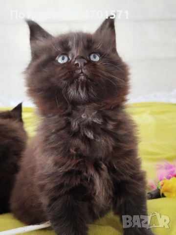 Котенца Мейн Куун, снимка 8 - Мейн кун - 53010652