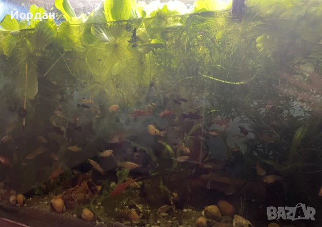 молинезии, водорасли, снимка 2 - Рибки - 51158385