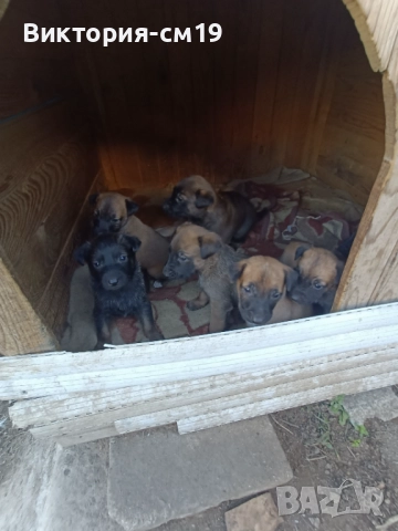 Подарявам кученца, снимка 2 - Белгийска овчарка - 52862922