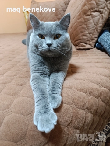 Прекрасни момичета шотландска клепоуха и правоуха!!!, снимка 12 - Британска късокосместа - 54061138