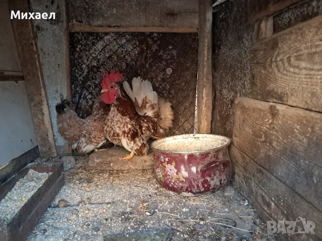 Шабо на различни възраст, снимка 4 - Кокошки и пуйки - 55905015