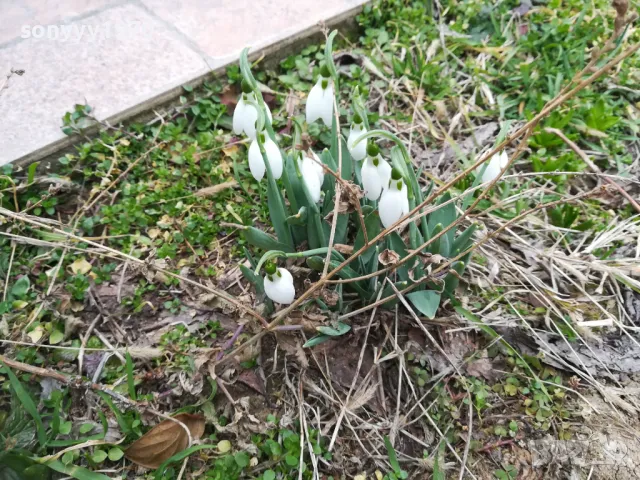 ГРЪМ ЛУКОВИЦИ С КОКИЧЕТА 1002250748, снимка 7 - Градински цветя и растения - 49049903