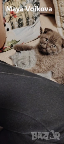 Прекрасни британчета, снимка 14 - Британска късокосместа - 52978517