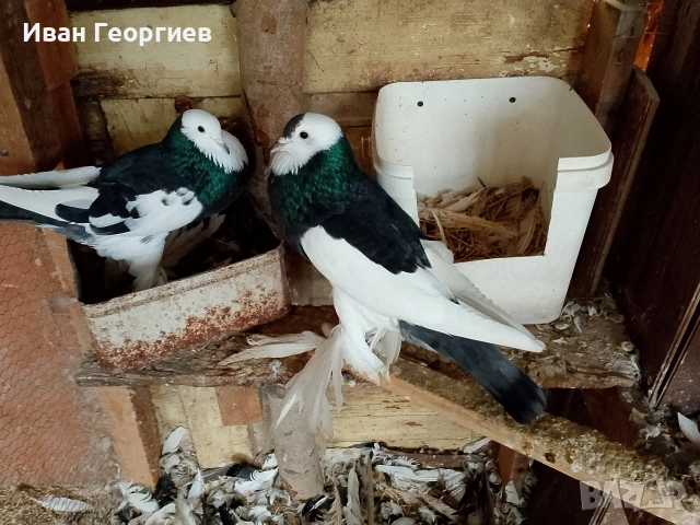 продавам гълъби болани , снимка 7 - Гълъби - 53265936