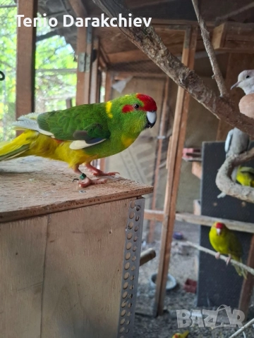 папагали , снимка 6 - Папагали - 52022442