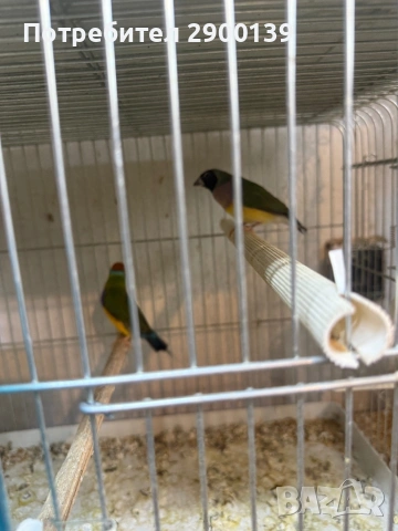 Г, снимка 3 - Амадини - 54155256