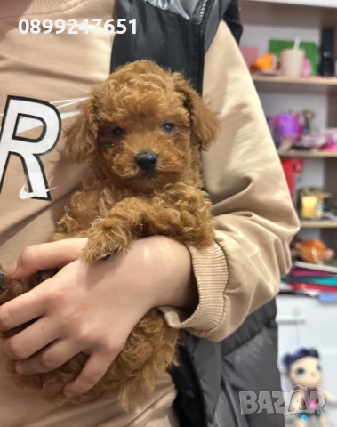 Той пуделче, снимка 1